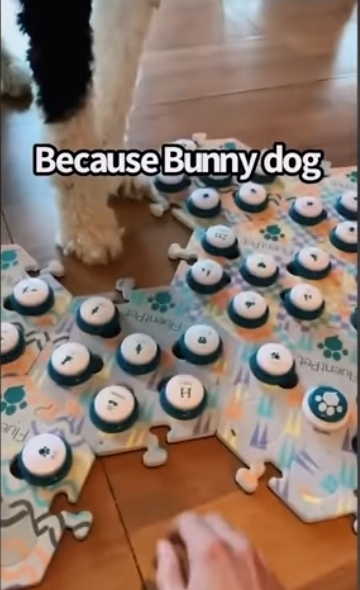 집사에게-예전에-개였냐고-물어보는-버니-🐶-22-이미지