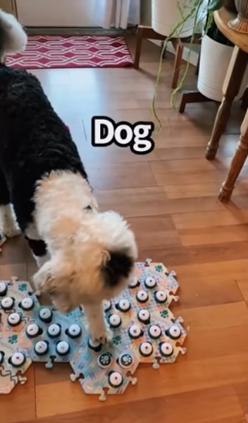 집사에게-예전에-개였냐고-물어보는-버니-🐶-14-이미지