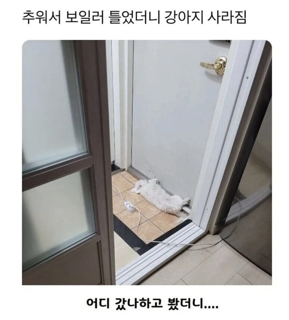 추워서-보일러-틀었더니-강아지-사라짐-0-이미지