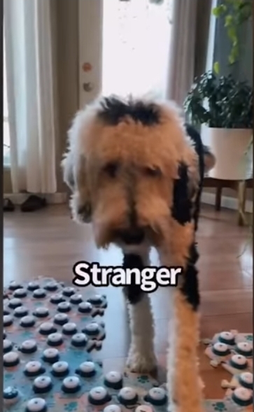 집사에게-예전에-개였냐고-물어보는-버니-🐶-33-이미지