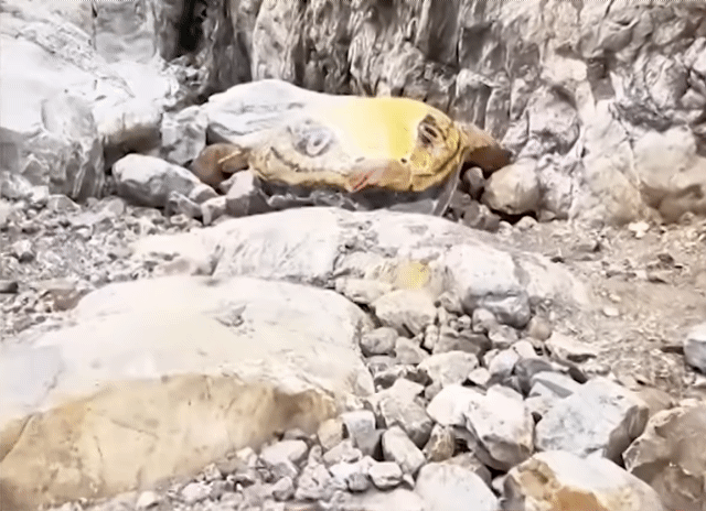 중국-허난성-계곡-거대뱀-출몰-2-이미지