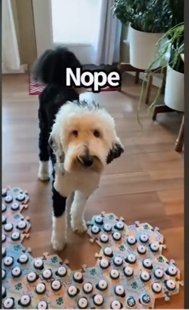 집사에게-예전에-개였냐고-물어보는-버니-🐶-3-이미지