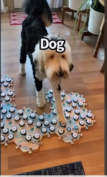 집사에게-예전에-개였냐고-물어보는-버니-🐶-1-이미지