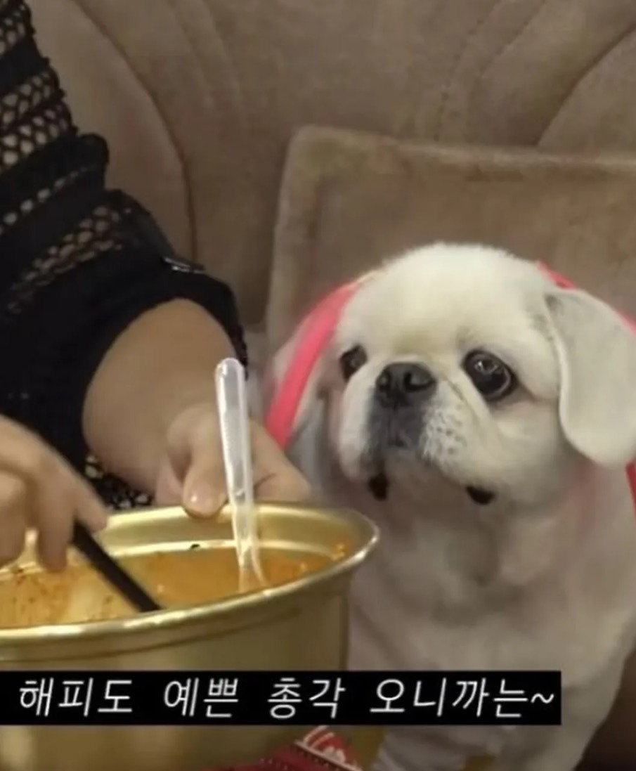 개그우먼-이수지-강아지-어디서-데려왔는지-알아?-3-이미지