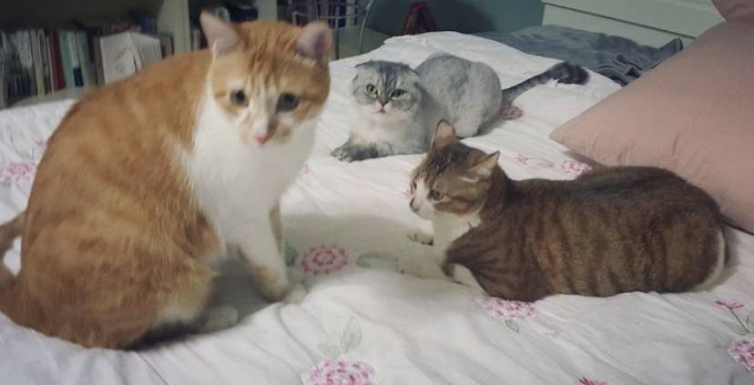 유기견,-유기묘를-입양한-연예인들-2-이미지