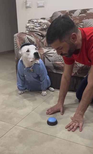 역지사지-직관적-댕댕이-훈련법-1-이미지