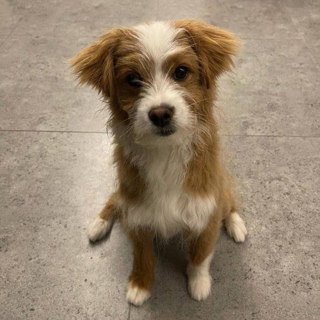 유기견,-유기묘를-입양한-연예인들-27-이미지