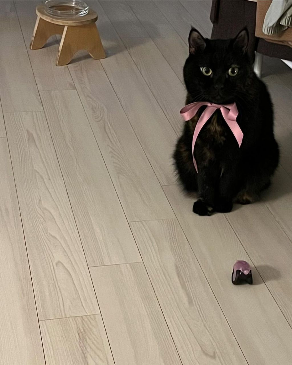 흑백요리사-안유성-명장님네-고양이-"미우"-2-이미지