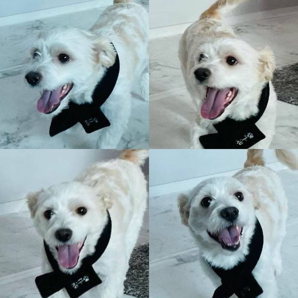 유기견,-유기묘를-입양한-연예인들-21-이미지