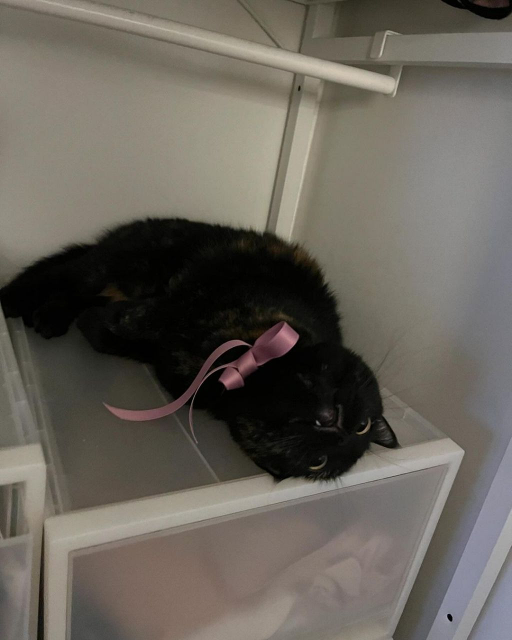 흑백요리사-안유성-명장님네-고양이-"미우"-4-이미지