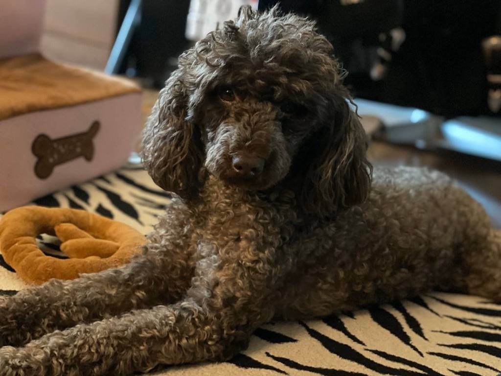 유기견,-유기묘를-입양한-연예인들-18-이미지