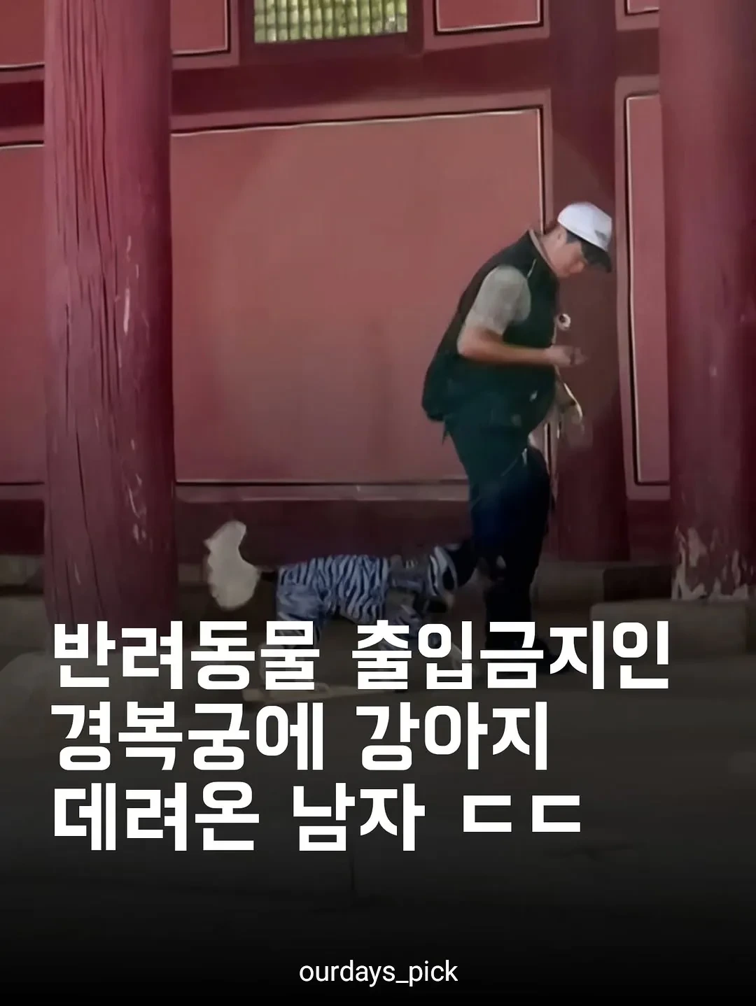 반려동물-출입금지인데-경복궁에-강아지-데려간-남자...-0-이미지