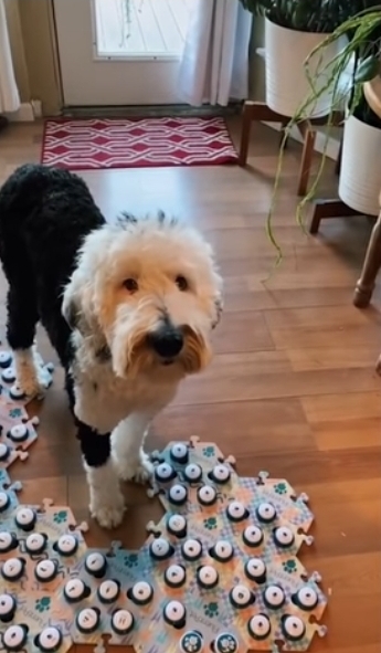 집사에게-예전에-개였냐고-물어보는-버니-🐶-19-이미지