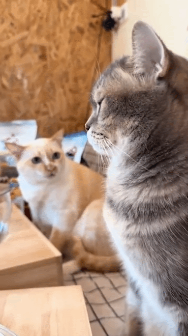 흔들흔들-리듬타는-떼껄룩과-그걸-지켜보는-떼껄룩-1-이미지