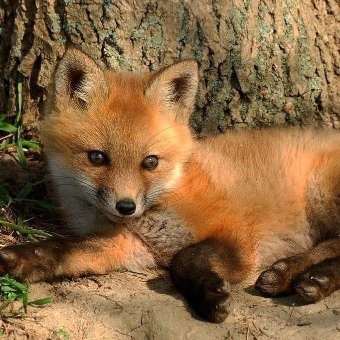 여우가-무덤에서-자주-발견된-이유-6-이미지