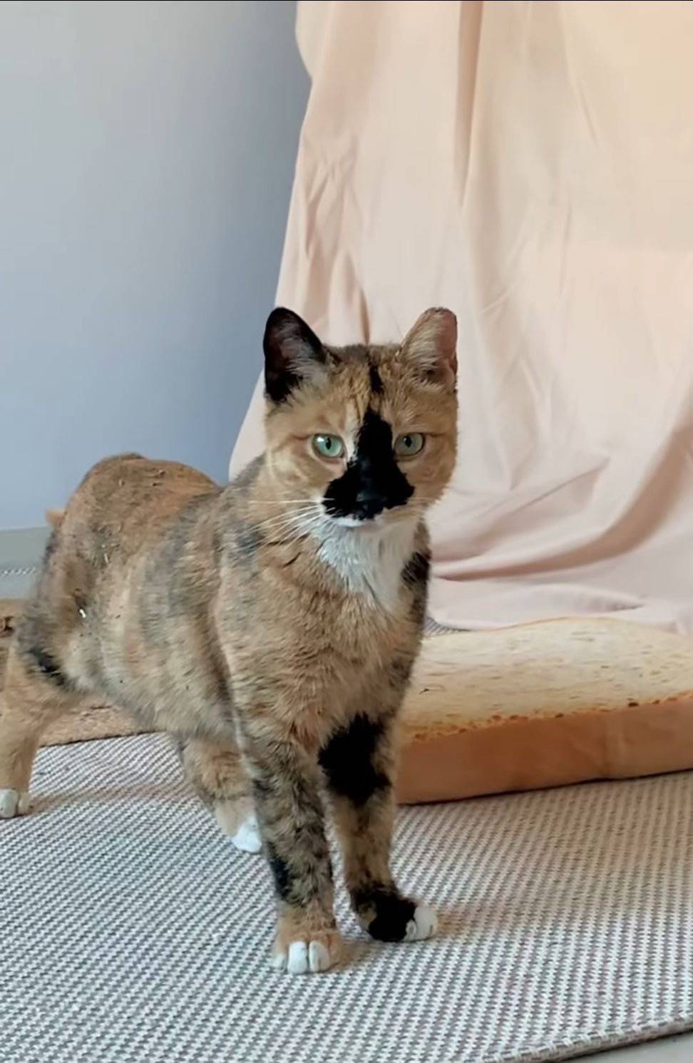 유기견,-유기묘를-입양한-연예인들-12-이미지