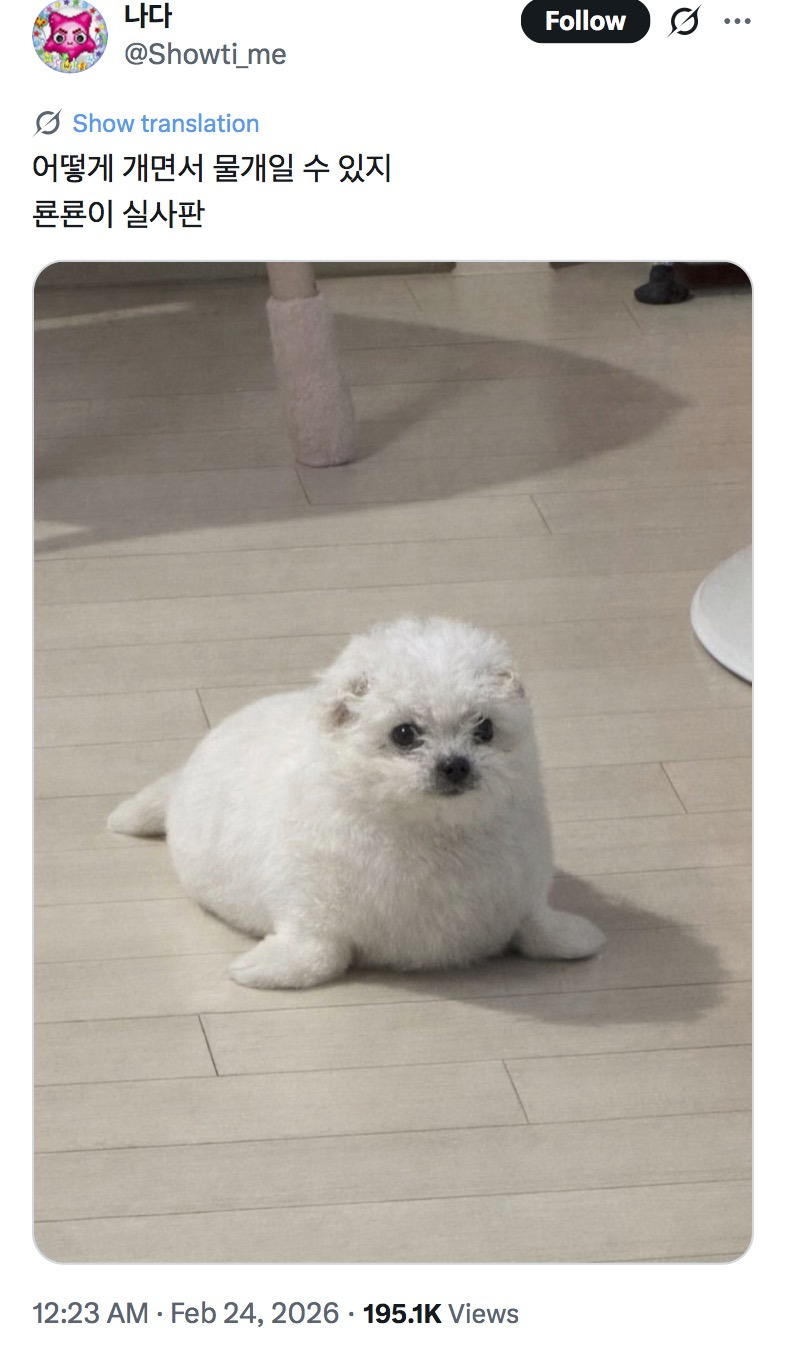 어떻게-개면서-물개일-수-있지.twt-0-이미지