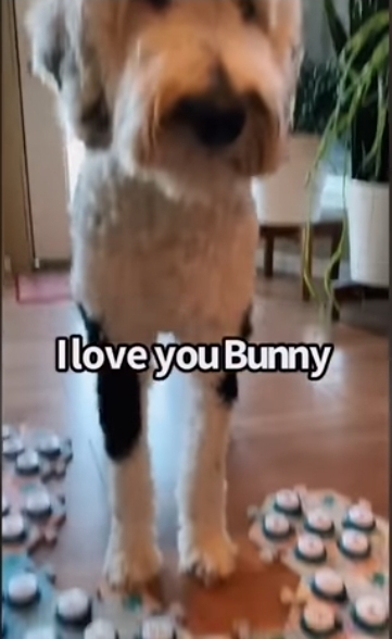 집사에게-예전에-개였냐고-물어보는-버니-🐶-30-이미지