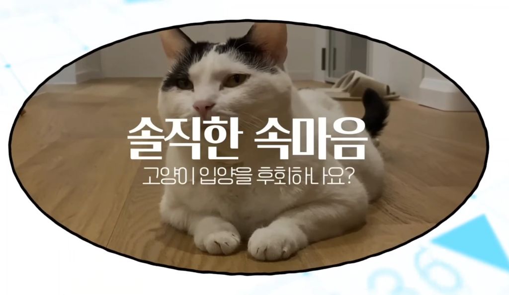 고양이를-키우며-포기한-것,-힘들었던-것-(feat.-mbti)-21-이미지