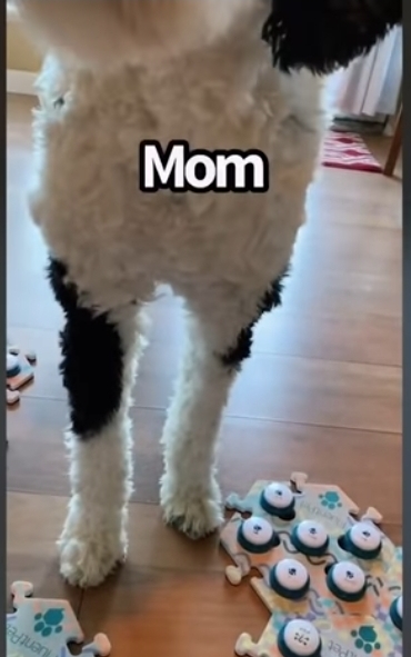 집사에게-예전에-개였냐고-물어보는-버니-🐶-6-이미지