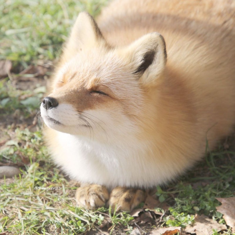 여우가-무덤에서-자주-발견된-이유-7-이미지