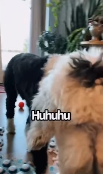 집사에게-예전에-개였냐고-물어보는-버니-🐶-36-이미지