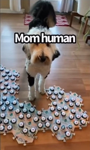 집사에게-예전에-개였냐고-물어보는-버니-🐶-9-이미지