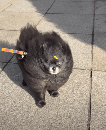 바람에-맞서-버티는-멍멍이들-0-이미지