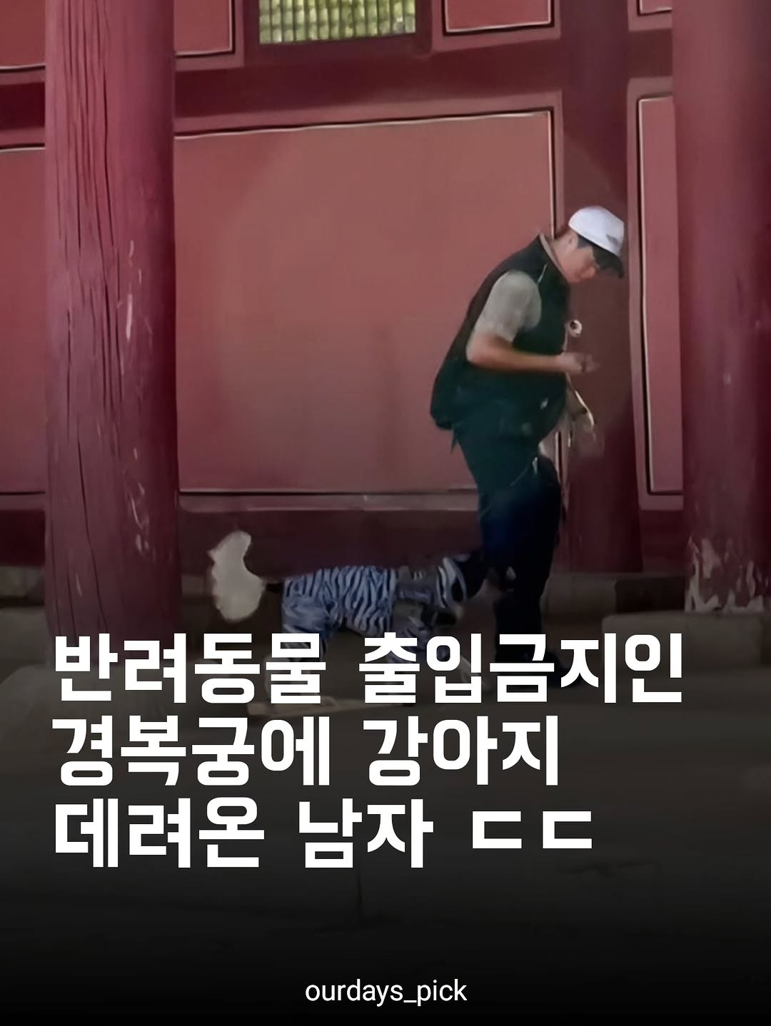 강아지-출입금지인-경복궁에-강아지-데려갔다고-0-이미지