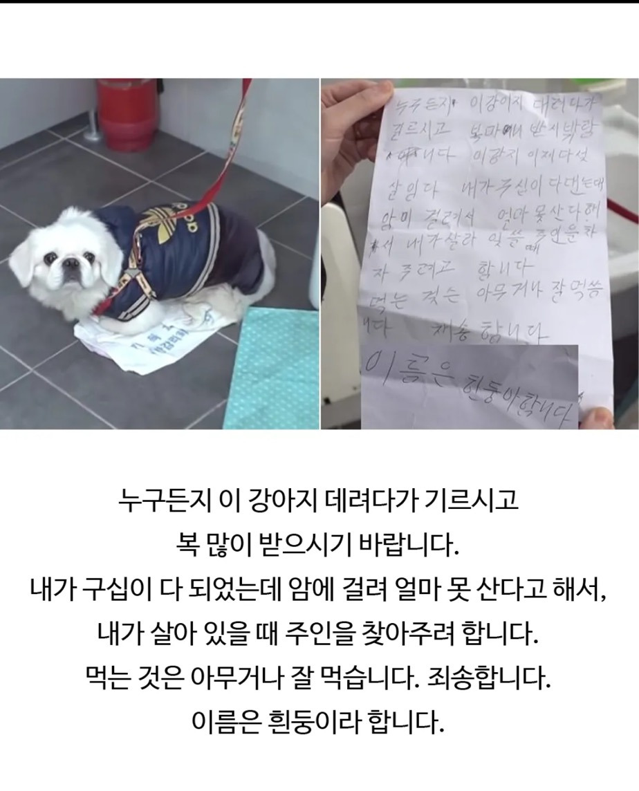 개그우먼-이수지-강아지-어디서-데려왔는지-알아?-1-이미지