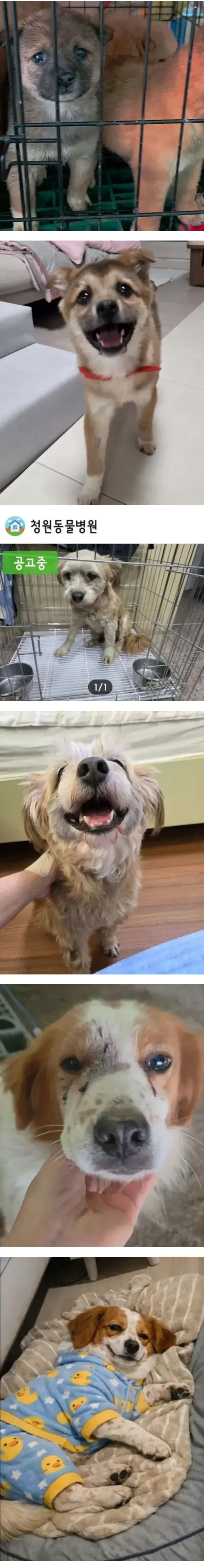 유기견들-입양-전후-표정-차이.jpg-1-이미지