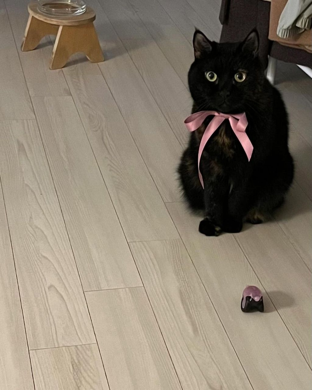 흑백요리사-안유성-명장님네-고양이-"미우"-1-이미지