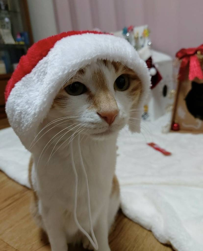 유기견,-유기묘를-입양한-연예인들-37-이미지