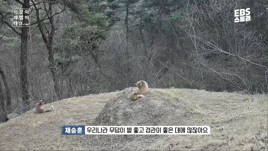 여우가-무덤에서-자주-발견된-이유-2-이미지