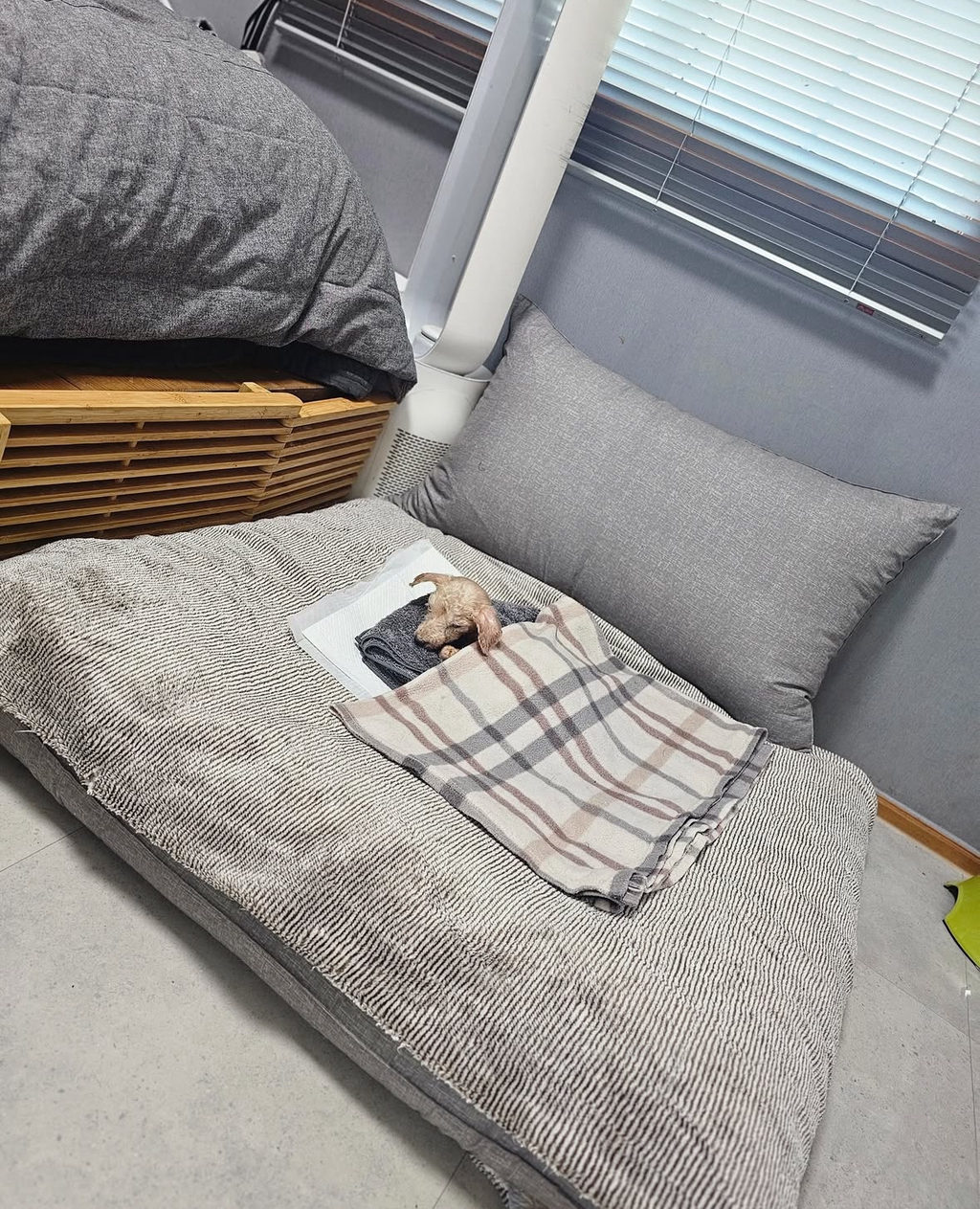 나이많은-유기견-‘노키’를-입양한-배우-김서형-3-이미지