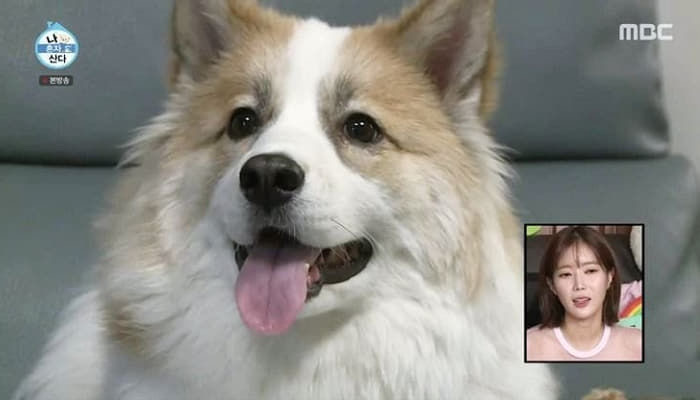 유기견,-유기묘를-입양한-연예인들-4-이미지