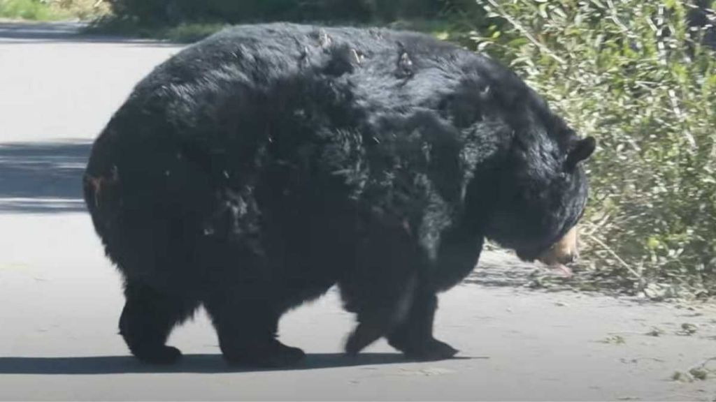 동면-직전-시즌에-살크업한-곰의-몸-상태-0-이미지