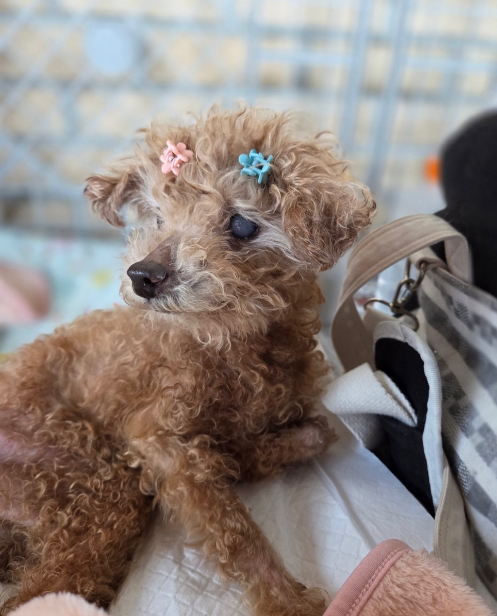 나이많은-유기견-‘노키’를-입양한-배우-김서형-1-이미지