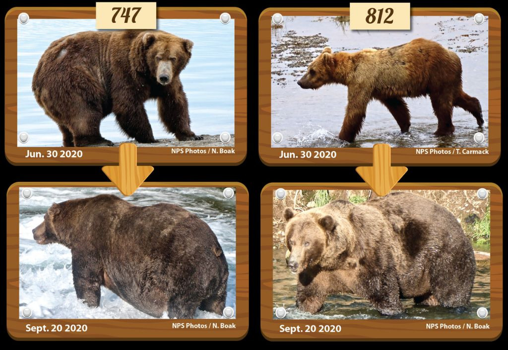 동면-직전-시즌에-살크업한-곰의-몸-상태-5-이미지