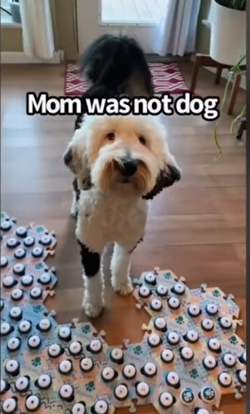 집사에게-예전에-개였냐고-물어보는-버니-🐶-4-이미지