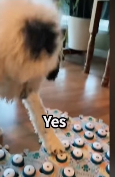 집사에게-예전에-개였냐고-물어보는-버니-🐶-31-이미지