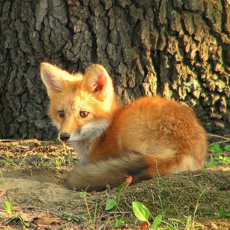 여우가-무덤에서-자주-발견된-이유-5-이미지