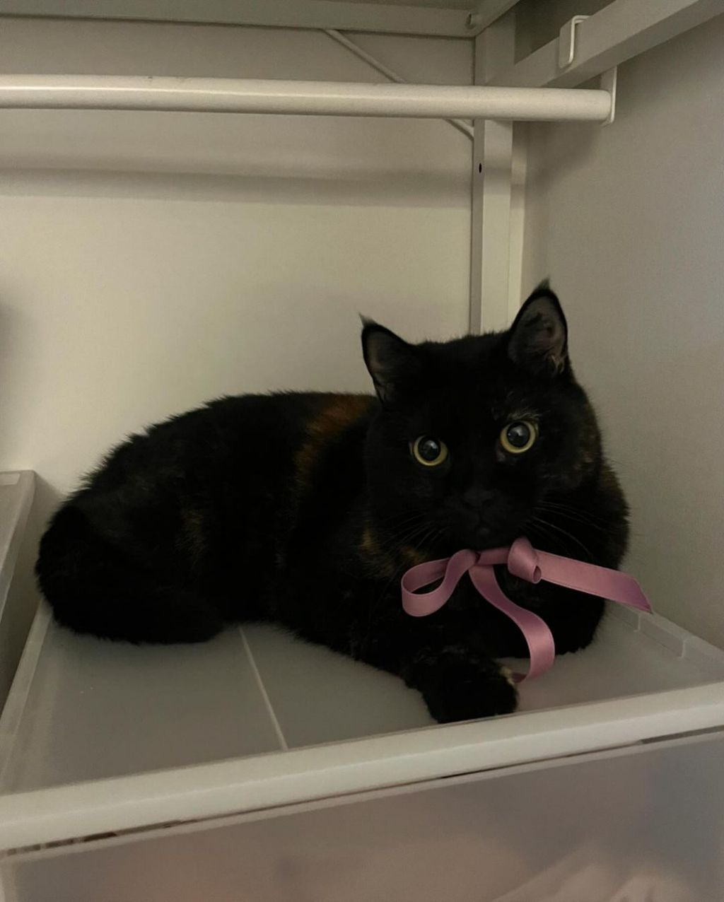 흑백요리사-안유성-명장님네-고양이-"미우"-3-이미지