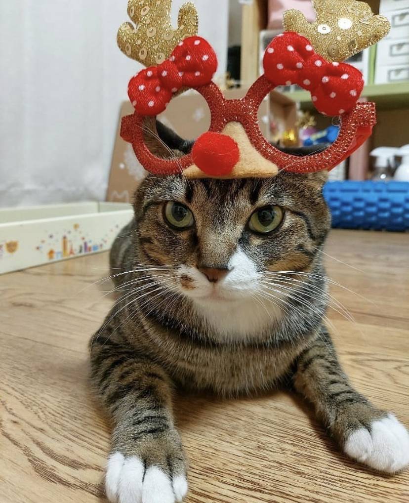 유기견,-유기묘를-입양한-연예인들-36-이미지