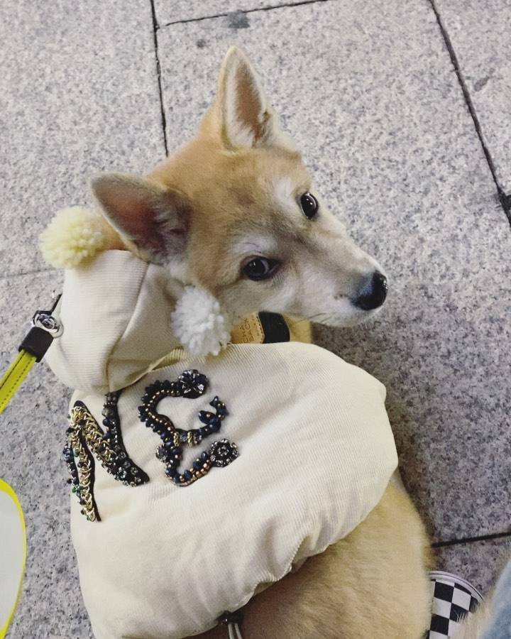 유기견,-유기묘를-입양한-연예인들-8-이미지