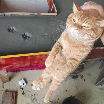 냐옹이-:-언니-공사장에서-놀았는데-아저씨가-돈-물어내래-,,-0-이미지