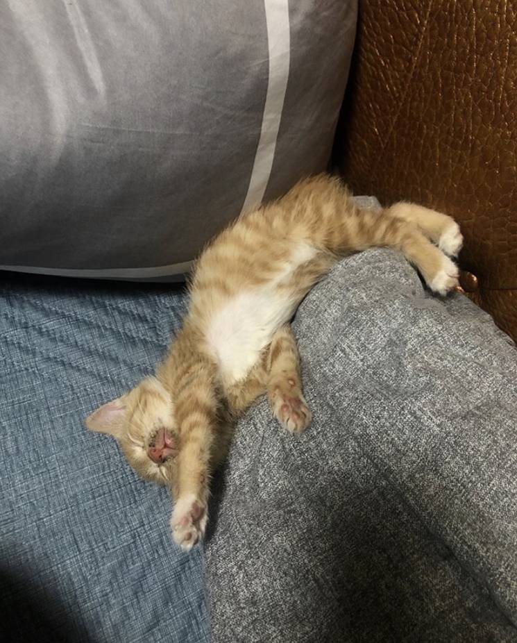 유기견,-유기묘를-입양한-연예인들-33-이미지