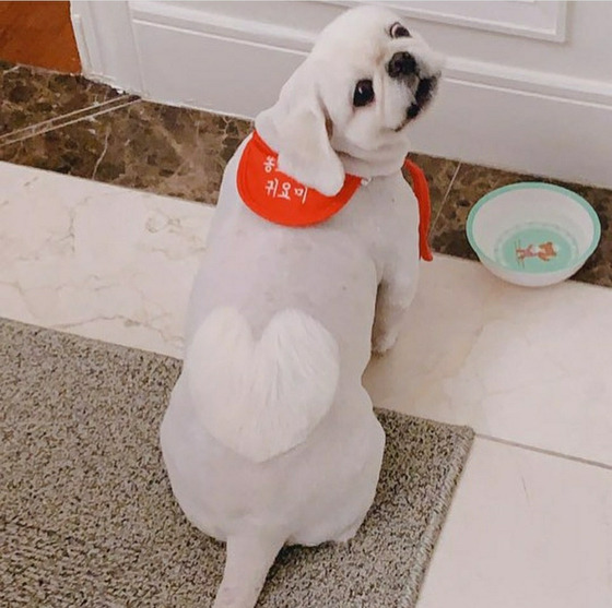 개그우먼-이수지-강아지-어디서-데려왔는지-알아?-4-이미지