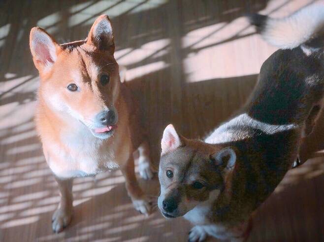 유기견,-유기묘를-입양한-연예인들-17-이미지