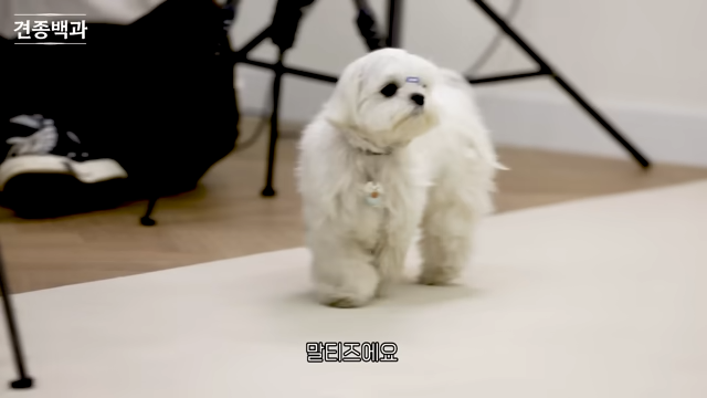 강형욱에게-문의가-가장-많이-온다는-사나운-견종-4-이미지